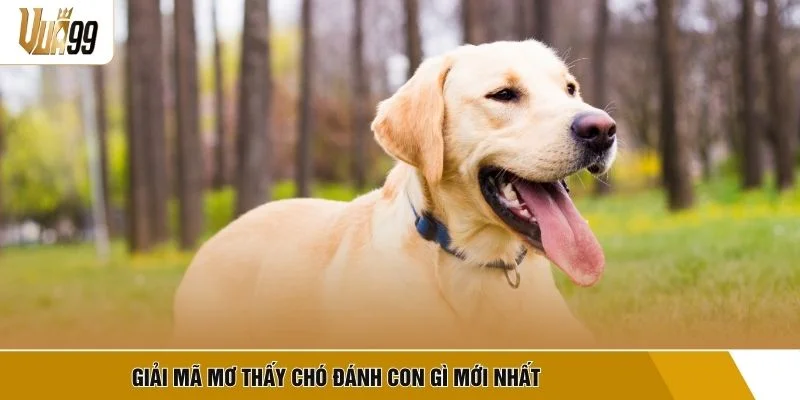 Giải mã mơ thấy chó đánh con gì mới nhất